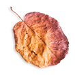 https://anjushibin.com/wp-content/uploads/2020/11/small_leaf_02.png